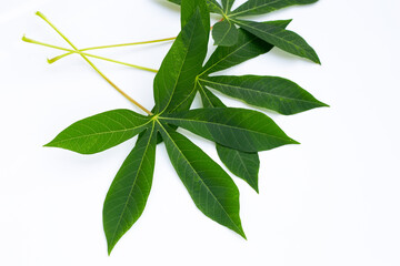 Cassava leaves on white background.