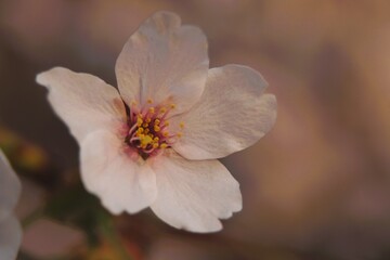 Pink abloom japanese cherry (sakura) blossom	