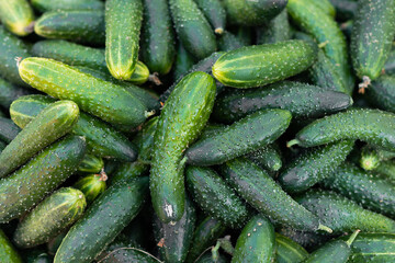 Fresh cucumbers on the counter of the store
