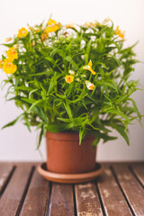 Indoor plant with yellow flowers stands on a wooden table