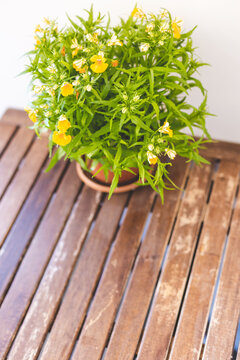 Indoor plant with yellow flowers stands on a wooden table