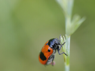 Macro photo of Cercopis vulnerata (black and red froghopper) holding onto a plant stem