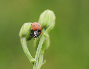 Macro photo of a ladybug on a green plant