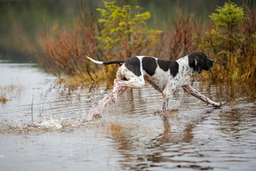 Dog english pointer