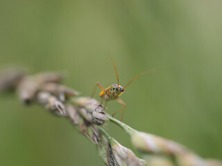 Macro photo of Stenotus binotatus (plant bug) standing on a plant
