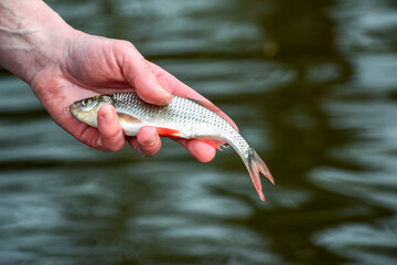 Rudd fish in the hand of a man on a blurred background of a pond