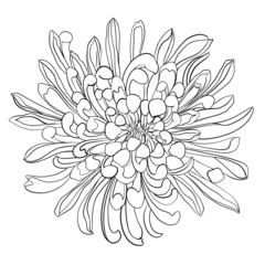 abstract background. Sketches of flowers. Minimalistic illustration with chrysanthemum. Idea for logo, poster, postcard, tattoo, emblem. Print for textiles, wallpapers, textiles.
