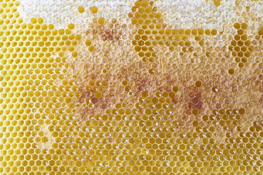 Yellow beautiful honeycomb, acacia honey texture