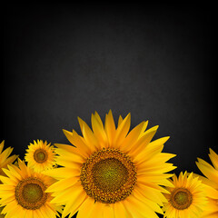 abstract floral background with sunflower on black - 509993927