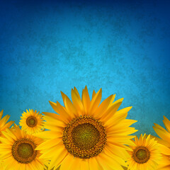 abstract floral background with sunflower on blue - 509993939
