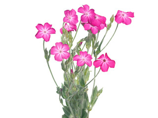 Naklejka na ściany i meble Pink rose campion flower bouquet isolated on white