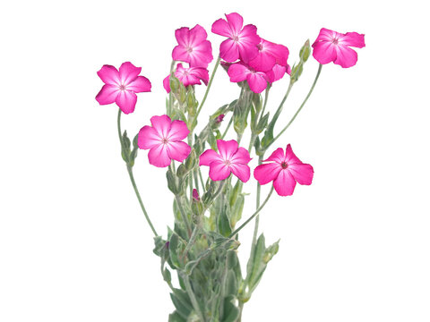 Pink rose campion flower bouquet isolated on white