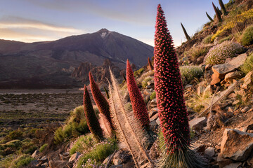 Tajinastes rojos floreciendo en primavera, Parque Nacional del Teide, Tenerife, Islas Canarias,...