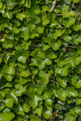 ivy vines, background for graphic designers