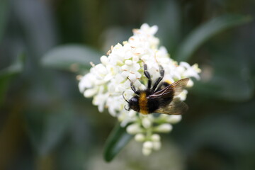 Nahaufnahme einer Hummel auf Jasminblüte