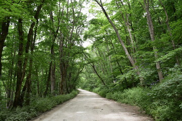 path in the forest