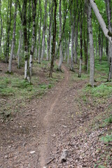 path in the woods