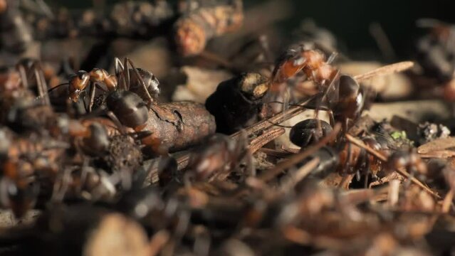 The work and life of ants in an anthill