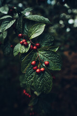 Berries in autumn