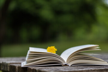 夏の庭のテーブルの上に開いた本とたんぽぽの花の風景