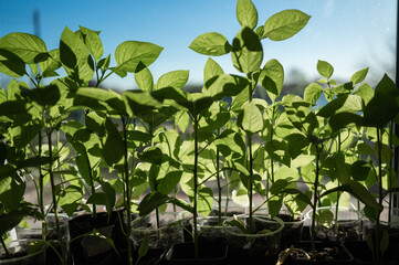 Young pepper sprouts grown at home on the windowsill from seeds in a container . Spring seedlings for the garden, growing homemade vegetables.