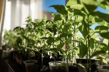 Fototapeta na wymiar Young pepper sprouts grown at home on the windowsill from seeds in a container . Spring seedlings for the garden, growing homemade vegetables.