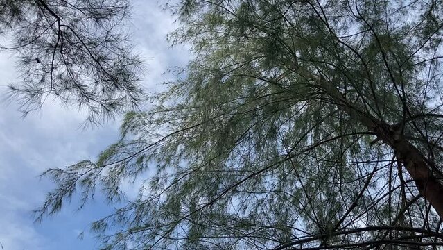 the view from up and down of big green pine tree to the crystal clear blue sea and the seashore screwpine in bright natural daylight