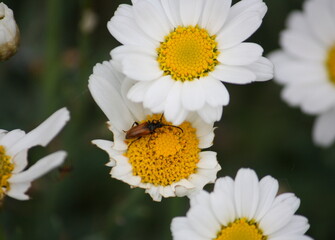 Obraz premium Nahaufnahme einer Mageritenblüte mit Käfer