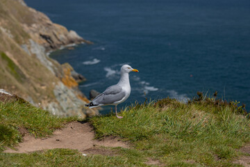 The Howth Peninsula, Dublin, The Fauna and flora in macro and close-up photography on the Howth Peninsula, Seashore of cliffs, bays and rocks landscape, hidden bay, spectacular scenery in sunny day,