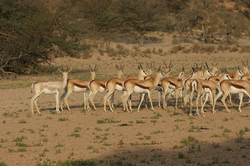 Fototapeta na wymiar Springbok in the Kgalagadi, South Africa