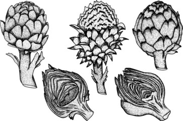 Fototapeta premium Artichoke bud. Healthy, fresh, farm vegetables. Hand drawn artichoke isolated on white background.