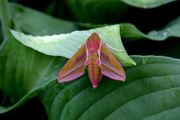 The pink moth is a real handsome man, elegant and at same time cute with his chubby body. It reaches a wingspan of around 65 mm. sitting on a tree and a young girl playing with it and taking picture - obrazy, fototapety, plakaty