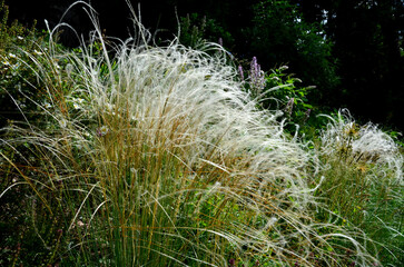 The dry leaves of the grass curl in the wind and look like hair. lawn and several trees. flowerbed with sheet metal curb and light marble, limestone mulch gravel. modern park in autumn