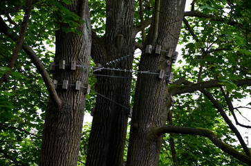 tied main branches in the crown of the elm. the arborist tied the old and fragile branches together...