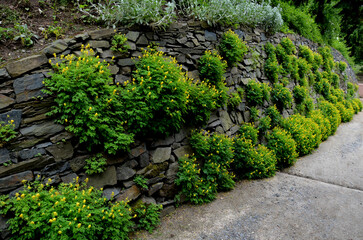 a path leading in a gorge between retaining walls with stacked gray stones. slate resembles a rock. rockery plants grow in it. There is soil between the joints and overgrown between them - obrazy, fototapety, plakaty