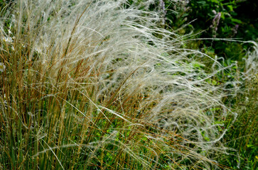 The dry leaves of the grass curl in the wind and look like hair. lawn and several trees. flowerbed with sheet metal curb and light marble, limestone mulch gravel. modern park in autumn