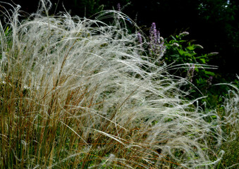 The dry leaves of the grass curl in the wind and look like hair. lawn and several trees. flowerbed with sheet metal curb and light marble, limestone mulch gravel. modern park in autumn