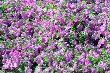 field of pink and white tulips