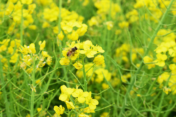 Rape field, bees collecting nectar of yellow flowers
