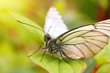 white butterfly on green leaf macro