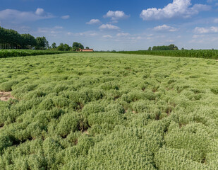 Large cultivation of absinthe in Pancalieri, Piedmont, Italy with blue sky and clouds. Famous area for the cultivation of aromatic and pharmaceutical herbs