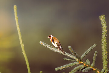 The European goldfinch or simply the goldfinch (Carduelis carduelis) sitting on a twig, a colorful bird with a red face, a small European bird, fast and agile