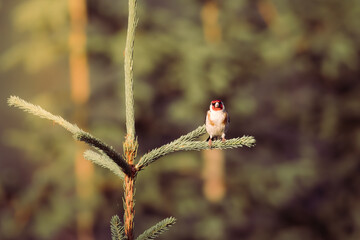 The European goldfinch or simply the goldfinch (Carduelis carduelis) sitting on a twig, a colorful bird with a red face, a small European bird, fast and agile