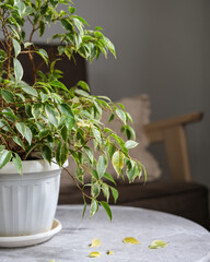 Ficus leaves are turning yellow. Ficus diseases. Popular houseplant Ficus