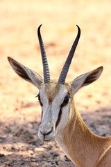 Springbok in the Kgalagadi, South Africa