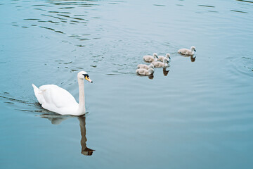 Family of swans with swan babys on the lake in Ronald Reagan Park, Gdansk