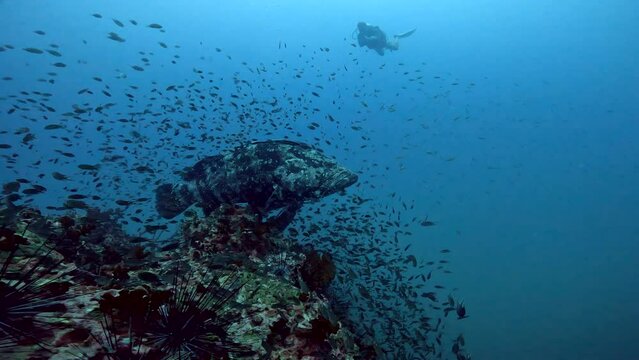 Under Water Film footage - close up scene of a large grey Grouper fish with two scuba divers close to the reef and fish - Sailrock in Thailand
