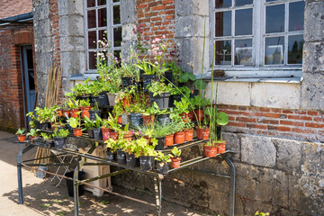 F, Loire, Gärten, Schlossgarten von Château la Bussiére, Pflanzenverkauf