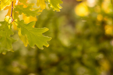 Yellow, autumn oak leaves in the garden, against the blue sky.