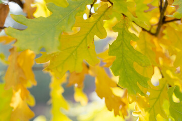 Naklejka na ściany i meble Yellow, autumn oak leaves in the garden, against the blue sky.